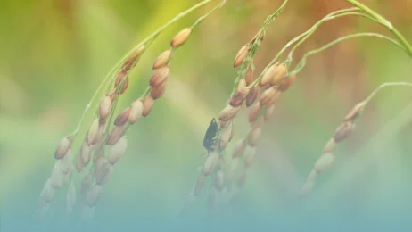 Gestion intégrée des nuisibles (IPM)