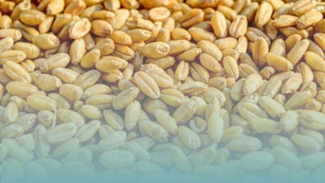 Lutte contre les insectes des grains stockés